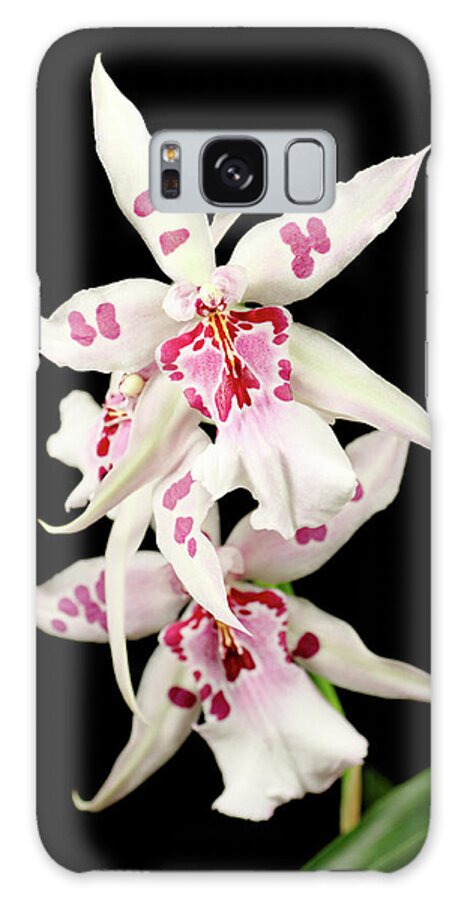 Black Color Galaxy Case featuring the photograph White Orchid Black Background by Imv