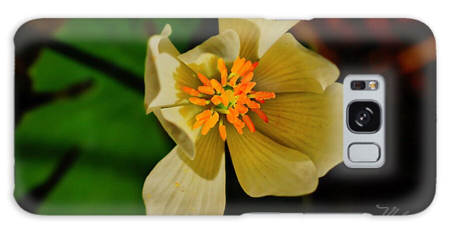 Macro Photography Galaxy Case featuring the photograph White Yellow Flower by Meta Gatschenberger