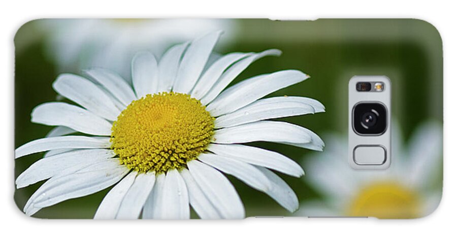 Flower Galaxy Case featuring the photograph Wild Daisies by Bob Decker