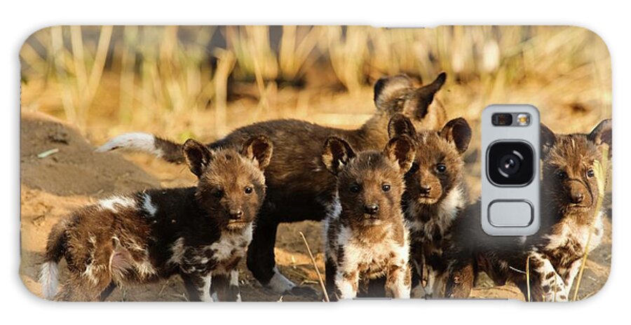 Outdoor Galaxy Case featuring the photograph Wild Dog (lycaon Pictus) Puppies by Roger De La Harpe