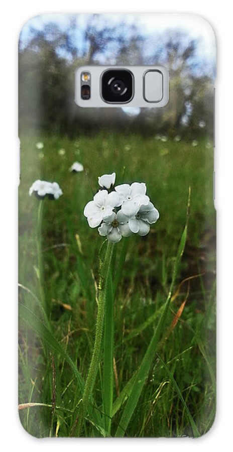 Flowering Trees Galaxy Case featuring the photograph Wildflower 1 by Harold Zimmer