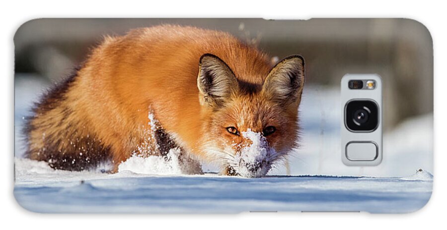 Animal Galaxy Case featuring the photograph Winter Fox by Mircea Costina Photography