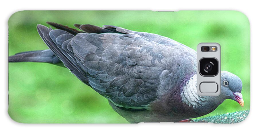 Wood Pigeon 1 Galaxy Case featuring the photograph Wood Pigeon 1 by Stephen Walton