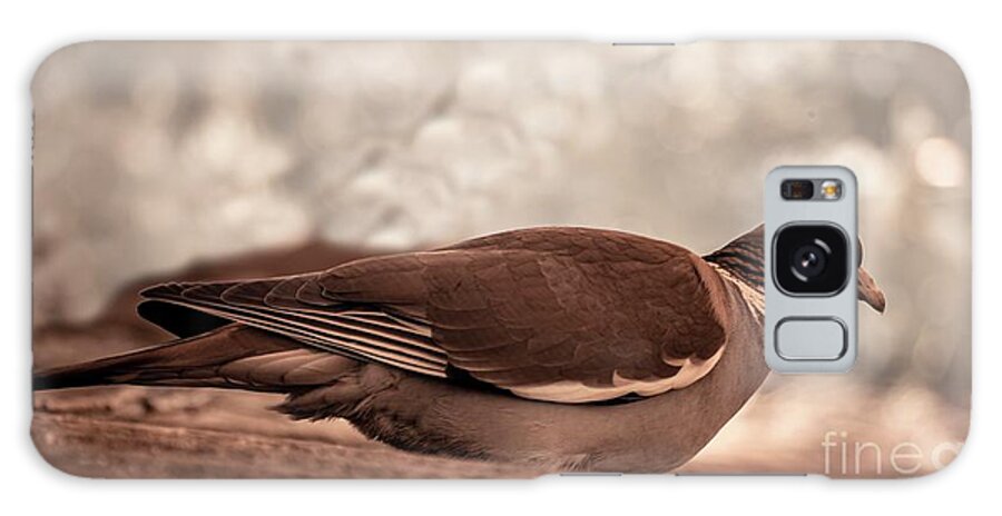 Wood Pigeon Galaxy Case featuring the photograph Wood Pigeon by Ian Gowland/science Photo Library