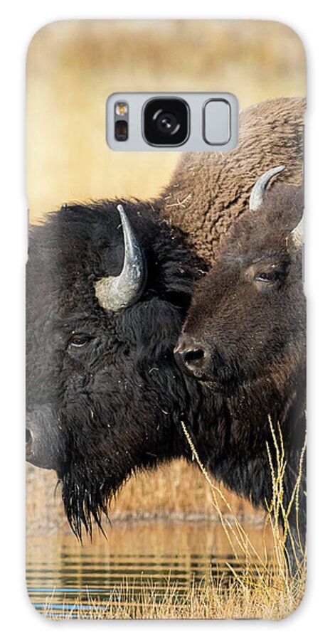America Bison Galaxy Case featuring the photograph Wyoming Yellowstone Np, Cow Bison Poses by Elizabeth Boehm