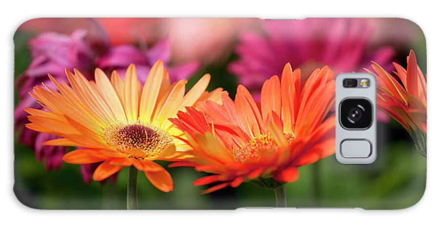 Flowerbed Galaxy Case featuring the photograph Yellow And Orange Gerbera Daisies by Wholden