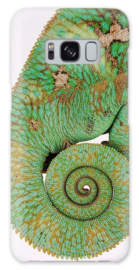 White Background Galaxy Case featuring the photograph Yemen Chameleon, Close-up Of Coiled Tail by Martin Harvey