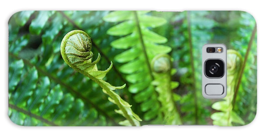 Outdoors Galaxy Case featuring the photograph Young Fern Shoot Unrolling by Picturegarden