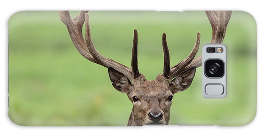 Animal Themes Galaxy Case featuring the photograph Young Red Deer Stag With Velvet Antler by Hammerchewer (g C Russell)