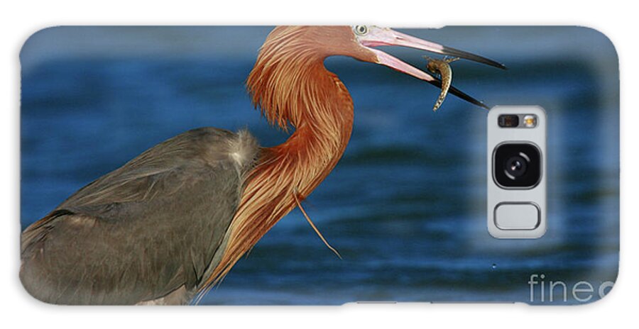 Birds Galaxy Case featuring the photograph Reddish Egret Balance by John F Tsumas