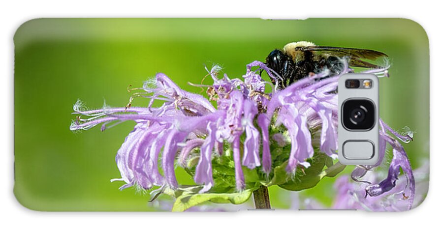 Floral Galaxy Case featuring the photograph Bee on wild bergamot #1 by LeeAnn McLaneGoetz McLaneGoetzStudioLLCcom