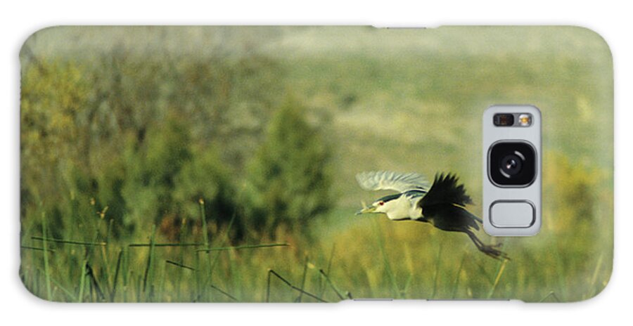 California Galaxy Case featuring the photograph Black-Crowned Night Heron #1 by Robert Harris