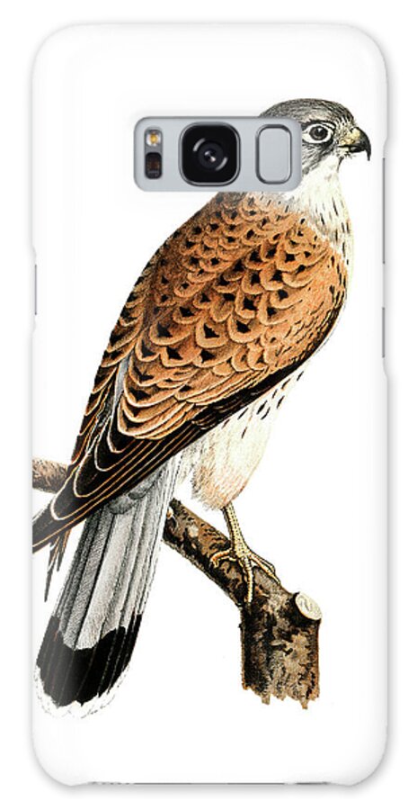 Common Kestrel Galaxy Case featuring the drawing Common Kestrel #1 by Von Wright brothers