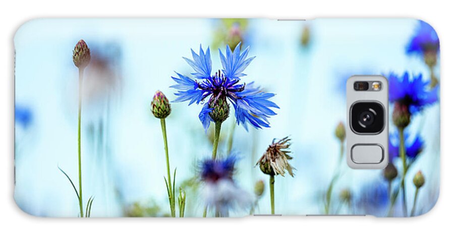 Corn Flower Galaxy Case featuring the photograph Corn Flower Meadow #1 by Nailia Schwarz