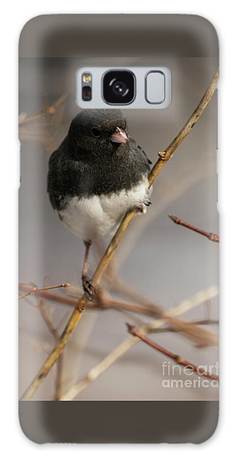Photos Galaxy Case featuring the photograph Dark-eyed Junco #1 by JT Lewis