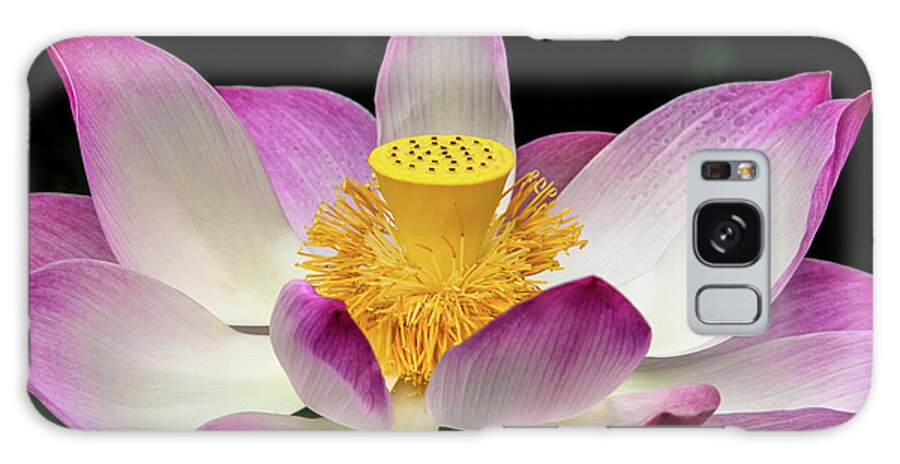 Flower Fleur Lotus Rose Pink Zen Serenity Calm Calme Hawaii Galaxy Case featuring the photograph Lotus #2 by Louise Tanguay