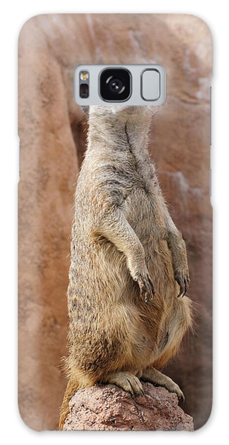Alert Galaxy Case featuring the photograph Meerkat Standing On a Rock by Tom Potter