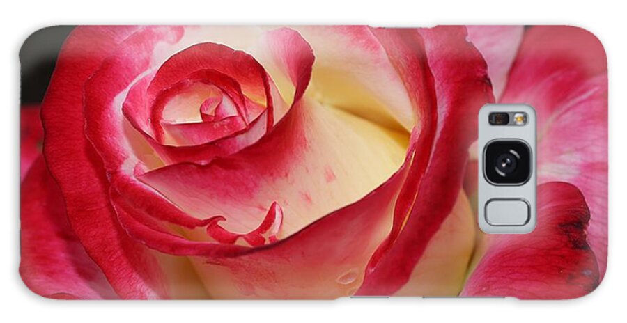 Rose Galaxy Case featuring the photograph Multi-colored Rose by Mingming Jiang