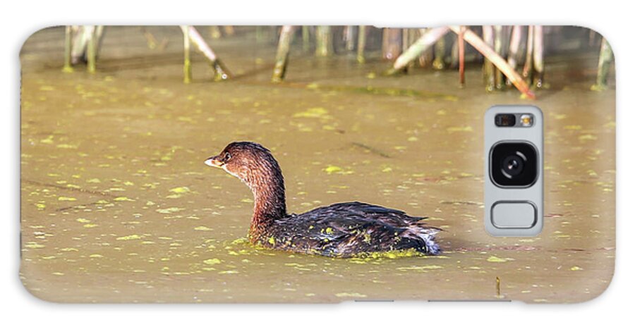 Grebe Galaxy Case featuring the photograph Pied-billed Grebe in Winter #1 by Robert Harris