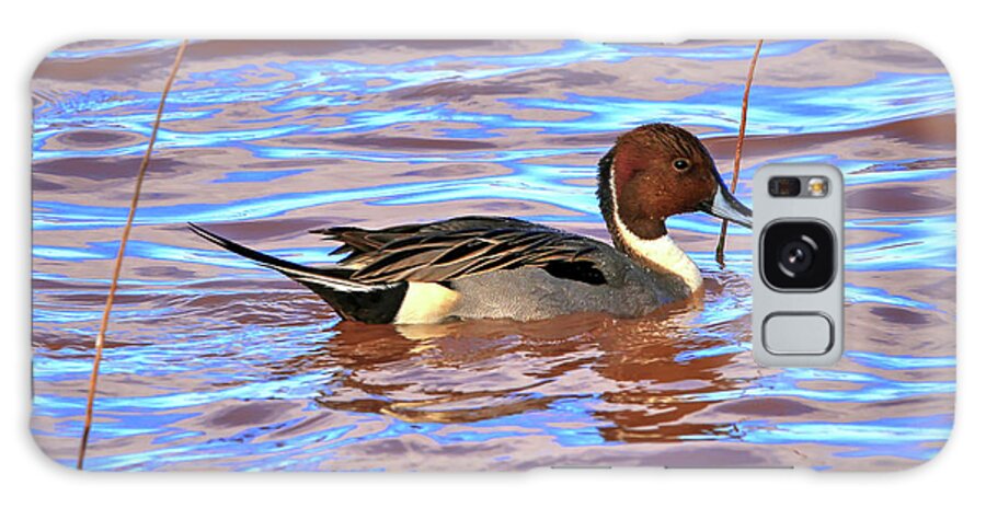 Duck Galaxy Case featuring the photograph Pintail Drake #1 by Robert Harris