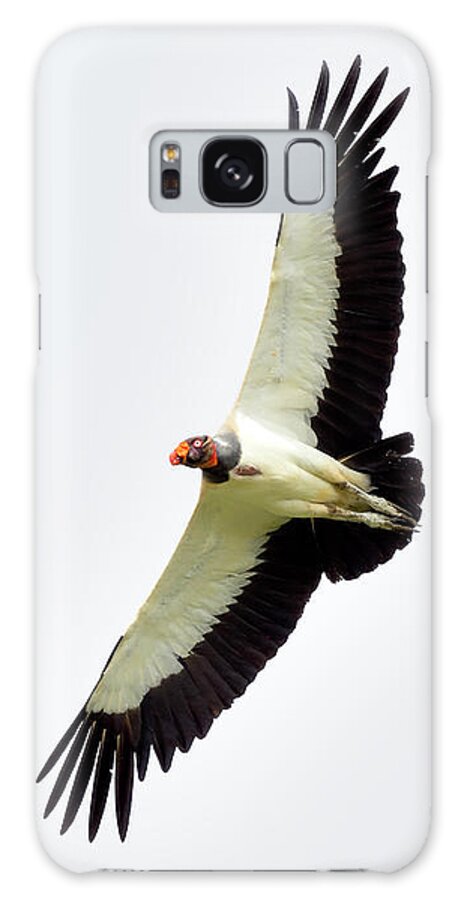 King Vulture Galaxy Case featuring the photograph Reach For The Top #2 by Tony Beck