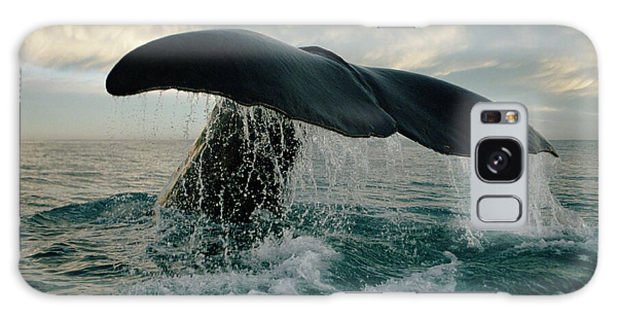 00114219 Galaxy Case featuring the photograph Sperm Whale Tail #1 by Flip Nicklin