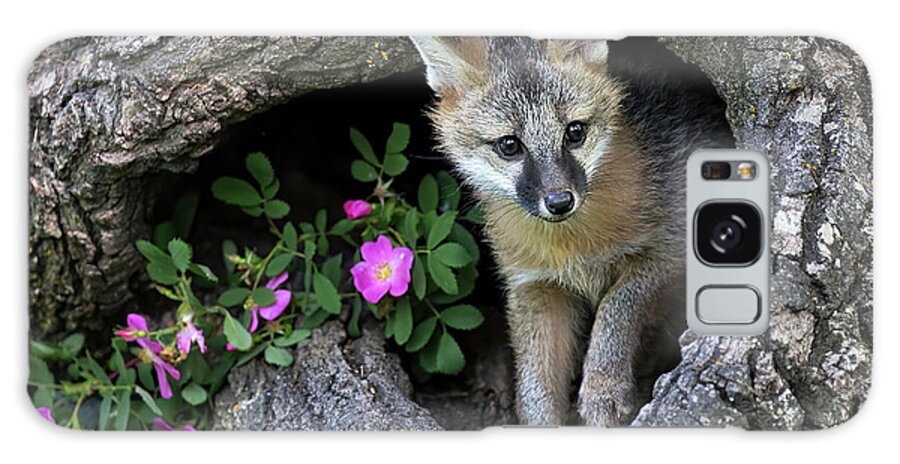 Fox Galaxy Case featuring the photograph Tentative Fox by Art Cole