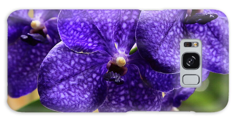 China Galaxy Case featuring the photograph Vanda Orchid by Tanya Owens