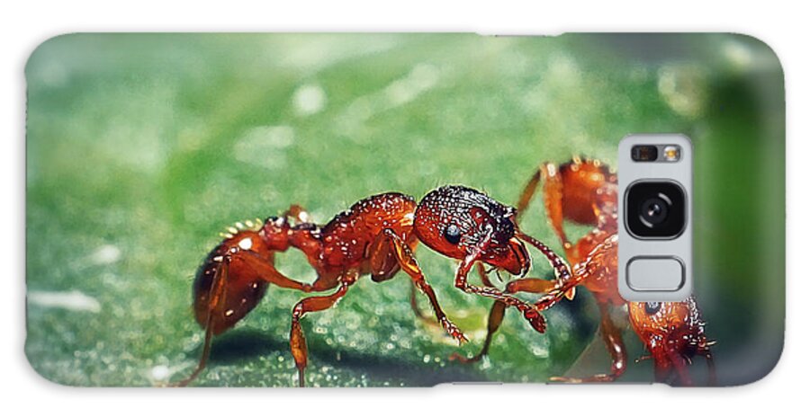 Photo Galaxy Case featuring the photograph Myrmica rubra Formicidae Common Red Ant Insect #11 by Frank Ramspott