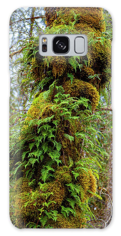 _canada-golden-ears Galaxy Case featuring the photograph The Woods #12 by Tommy Farnsworth