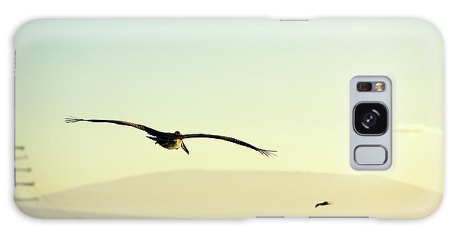 Republic Of Ecuador Galaxy Case featuring the photograph Brown Pelican, Pelecanus occidentalis, Elizabeth Bay, Isabela Island, Galapagos Islands, Ecuador #2 by Kevin Oke