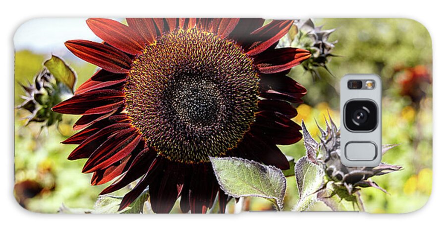 Sunflower Galaxy Case featuring the photograph Burgundy Red Sunflower #2 by Vivian Krug Cotton