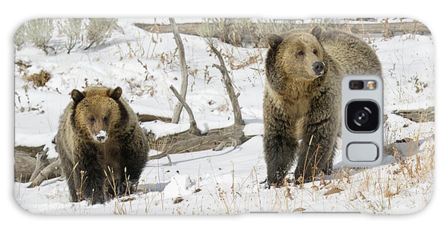 Yellowstone Galaxy Case featuring the photograph Grizzly Sow and Cub #2 by Patrick Nowotny