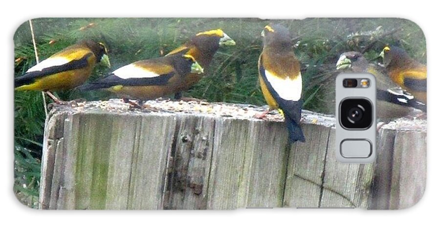 Evening Grosbeak Galaxy Case featuring the photograph The group #2 by Marie Neder