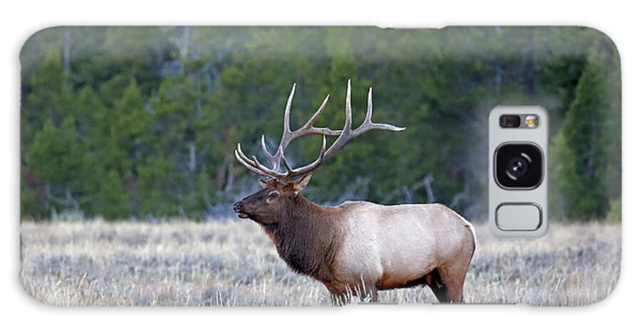 Elk Galaxy Case featuring the photograph 2020 Bull Elk Four by Jean Clark