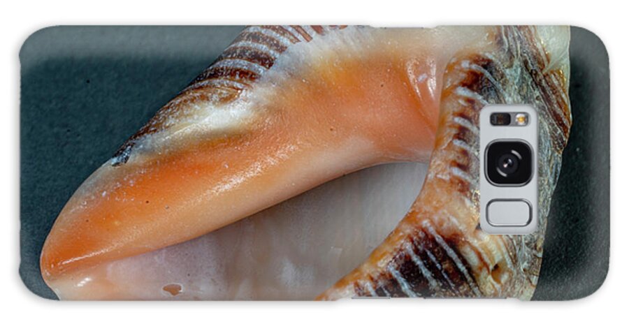 _seashells Galaxy Case featuring the photograph Sea Shells #27 by Tommy Farnsworth