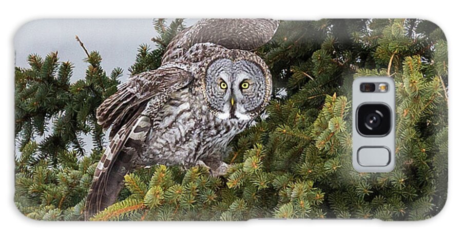 Sax Zim Bog Galaxy Case featuring the photograph Great Gray Owl #3 by Paul Schultz