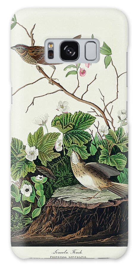 Audubon Birds Galaxy Case featuring the drawing Lincoln Finch #3 by John James Audubon