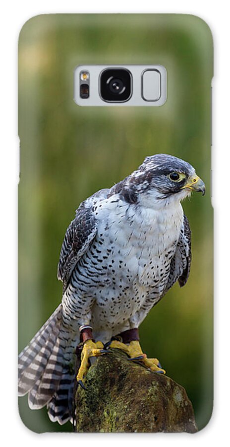Peregrine Falcon Galaxy Case featuring the photograph Peregrine Gyr Falcon #3 by Anita Nicholson