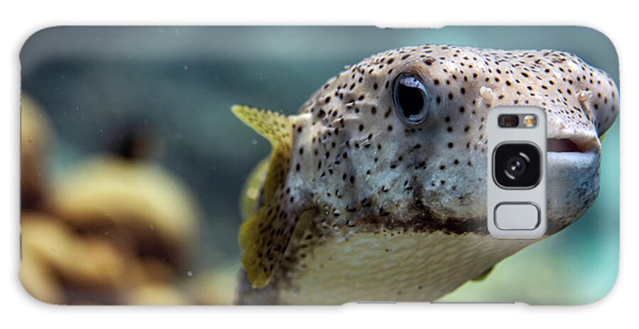 Bonaire Galaxy Case featuring the photograph Porcupine Pufferfish #3 by JT Lewis