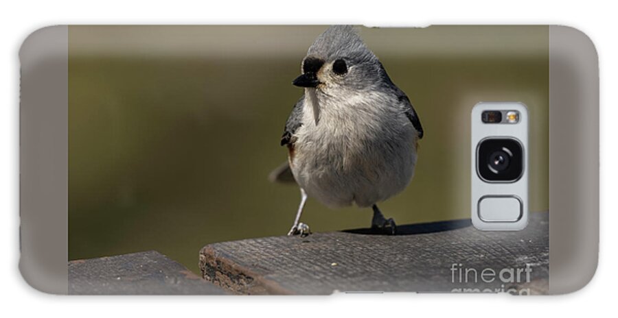 Bird Photography Galaxy Case featuring the photograph Tufted Titmouse #3 by JT Lewis
