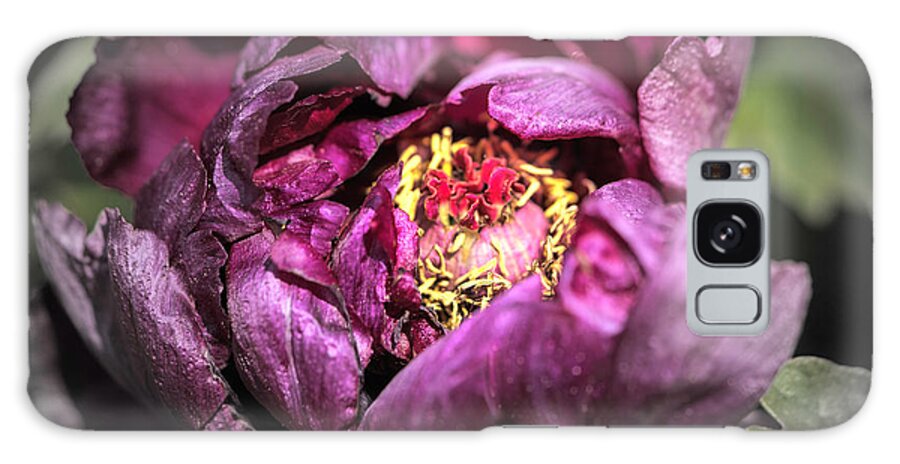 Flower Galaxy Case featuring the photograph Tree Peony #4 by Cathy Donohoue