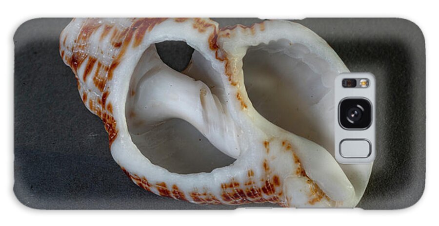 _seashells Galaxy Case featuring the photograph Sea Shells #41 by Tommy Farnsworth