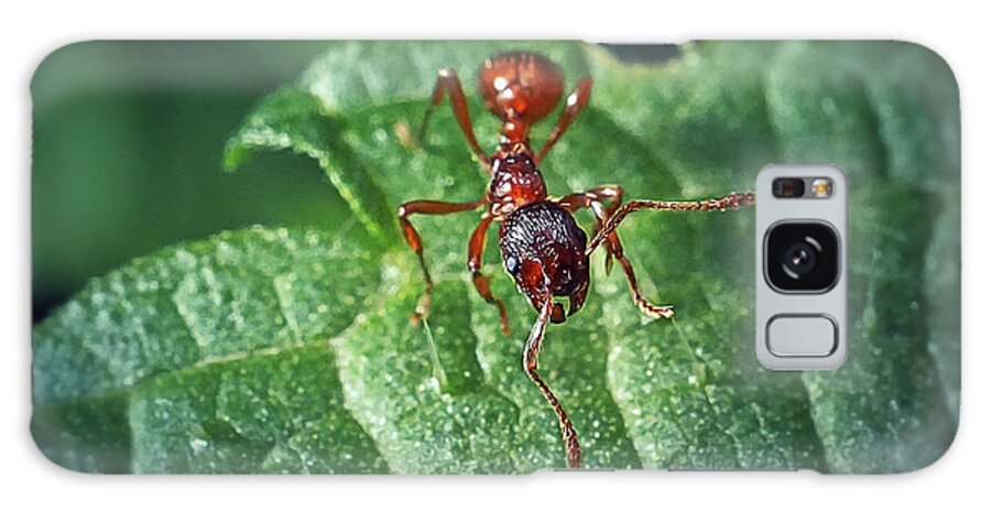 Photo Galaxy Case featuring the photograph Myrmica rubra Formicidae Common Red Ant Insect #7 by Frank Ramspott
