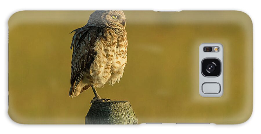 Bird Galaxy Case featuring the photograph A Burrowing Owl At Golden Hour by Yeates Photography
