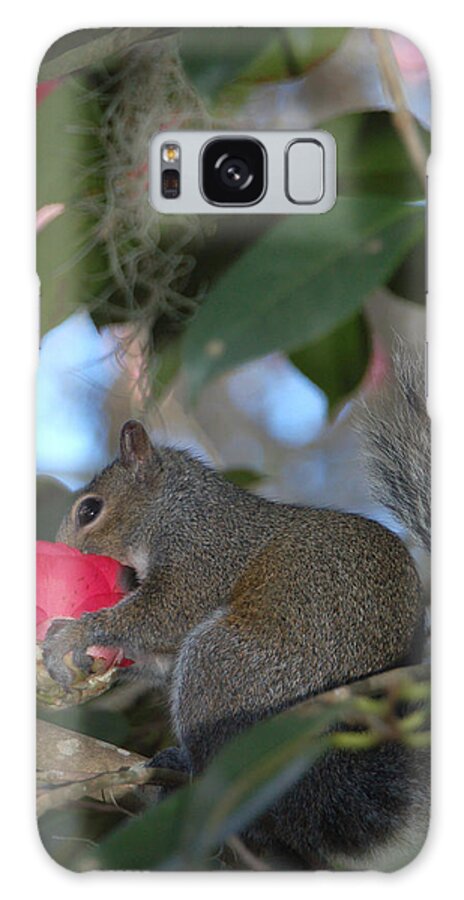 Squirrel Galaxy Case featuring the photograph A Delicacy by Suzanne Gaff