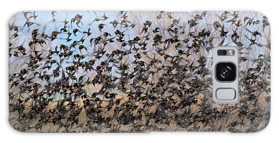 Wildlife Galaxy Case featuring the photograph A flurry of blackbirds 3 by Mary Hone