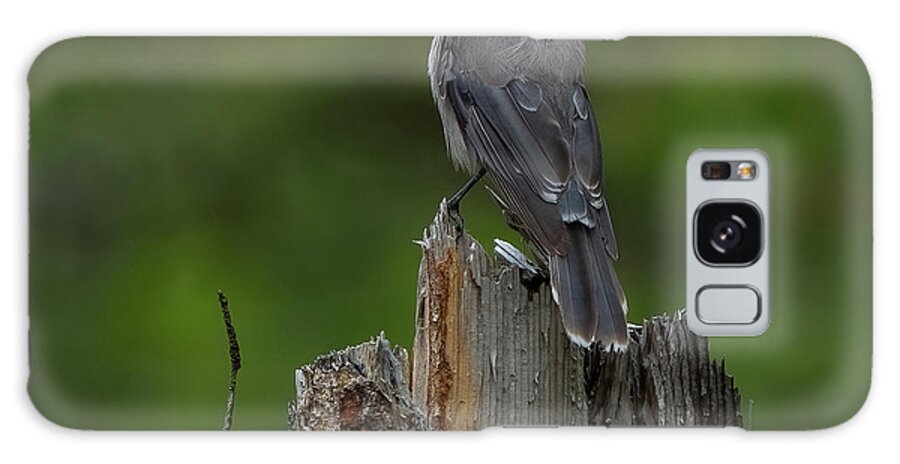 Timber Snag Galaxy Case featuring the photograph A Grey Jay On Wood by Yeates Photography