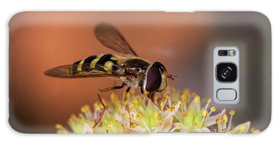 Nature Galaxy Case featuring the photograph A hoverfly enjoying flower nectar by Maria Dimitrova