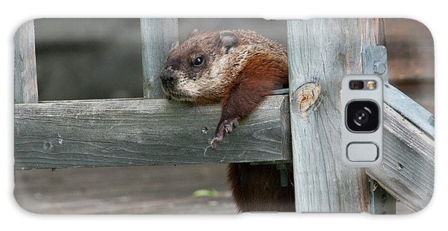 Groundhog Galaxy Case featuring the photograph A Baby Groundhog Hang-Out by Lieve Snellings